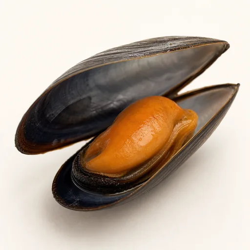 Mussel